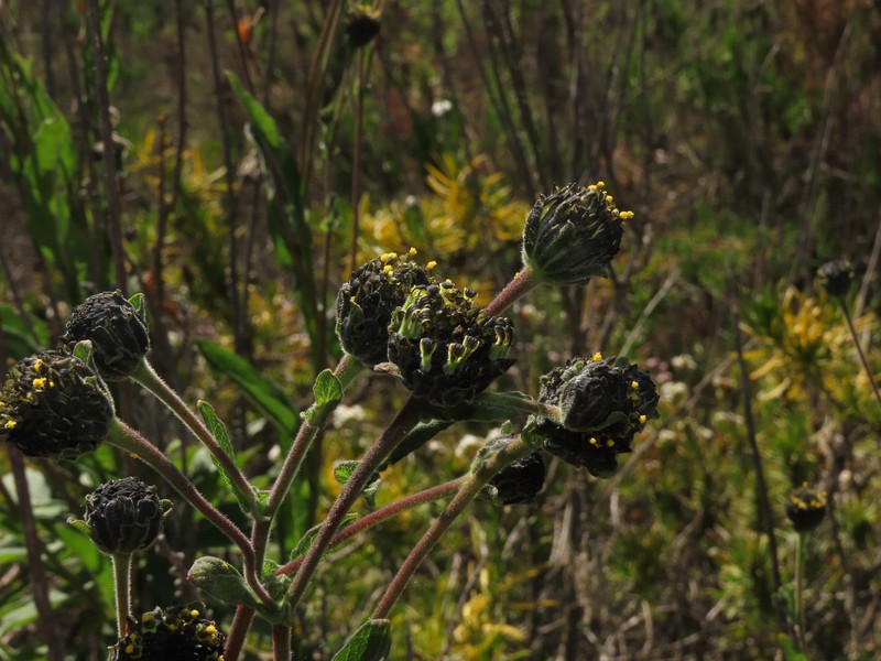 Verbesina saubinetia photo 3