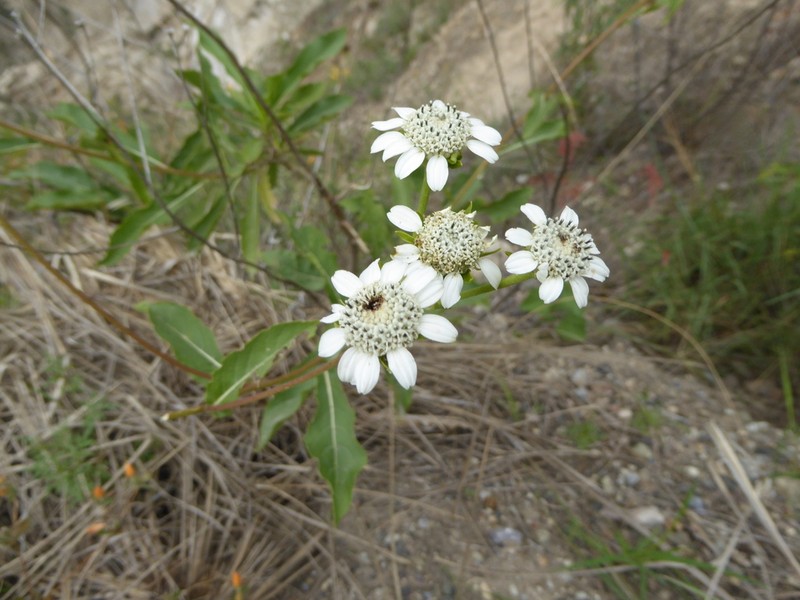 Verbesina saubinetioides