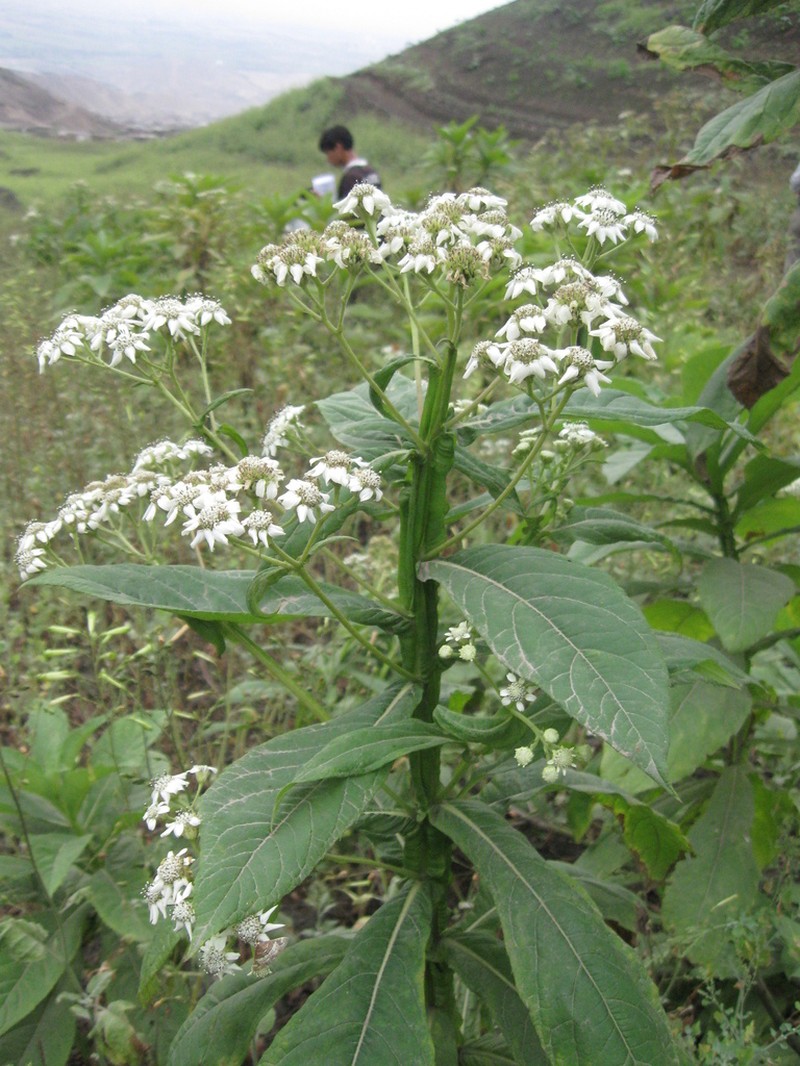 Verbesina saubinetioides photo 2