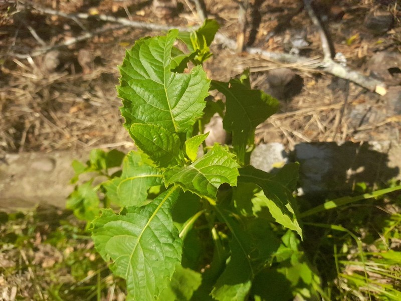 Verbesina saubinetioides photo 3