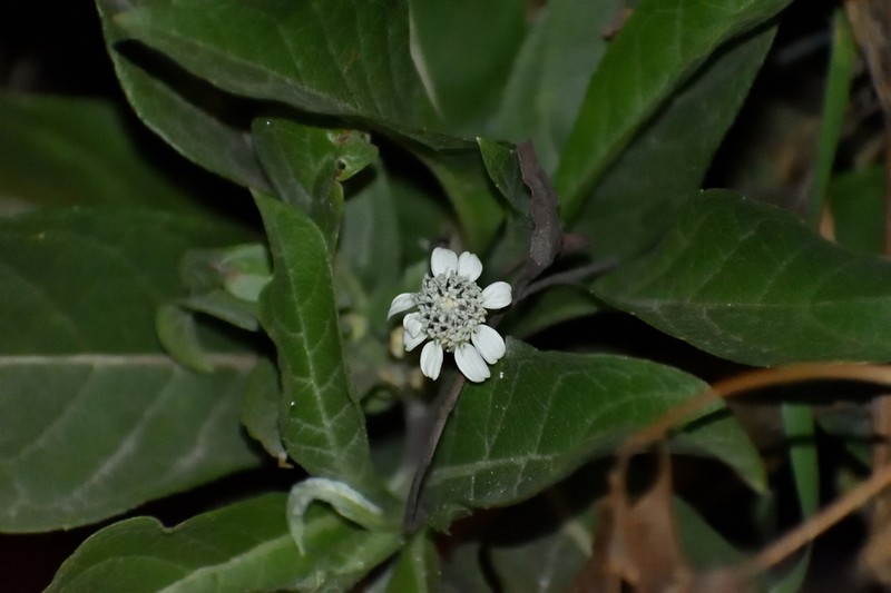 Verbesina saubinetioides photo 4