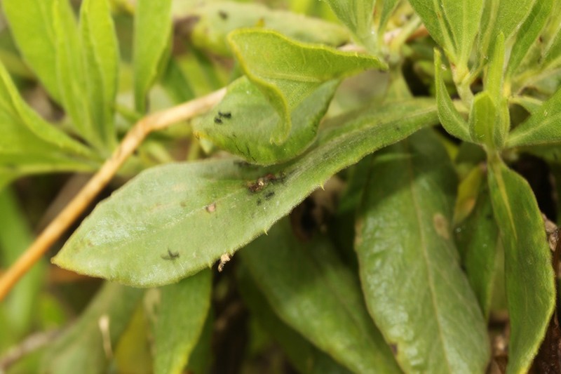 Verbesina saubinetioides photo 5