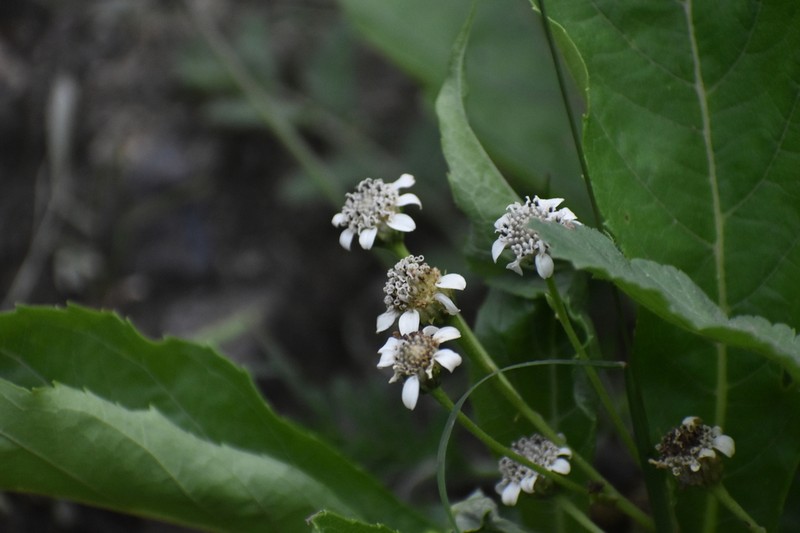 Verbesina saubinetioides photo 8