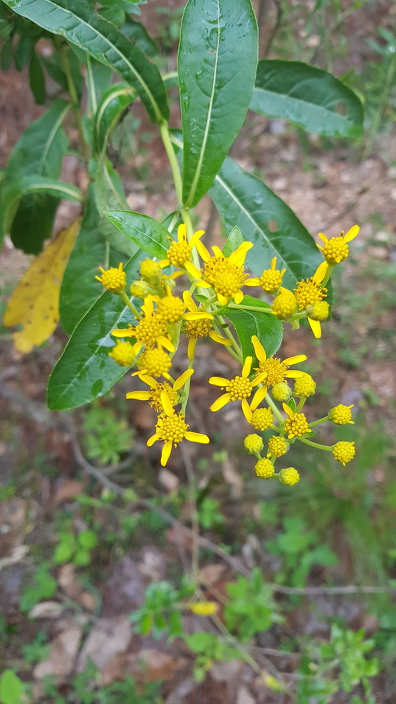 Verbesina scabrida
