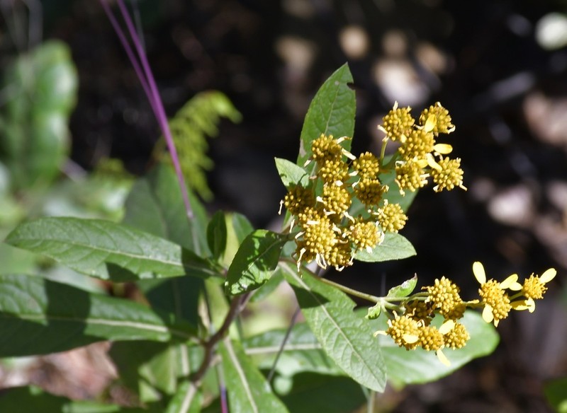 Verbesina scabrida photo 6