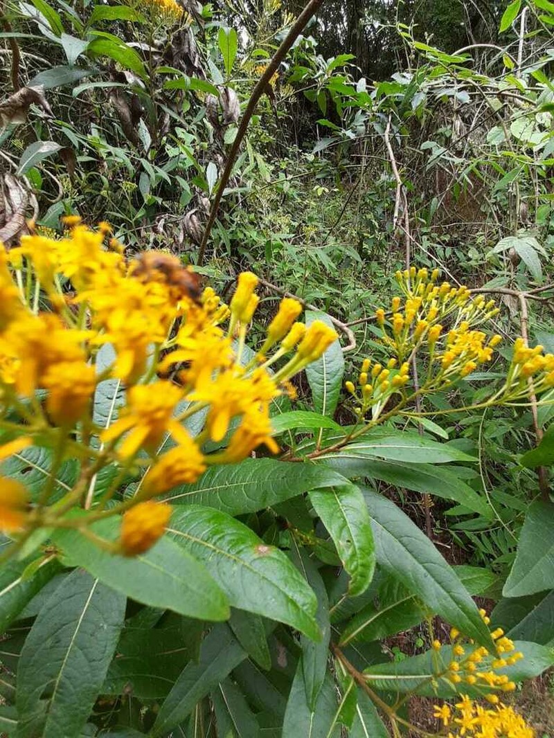 Verbesina scabrida photo 7