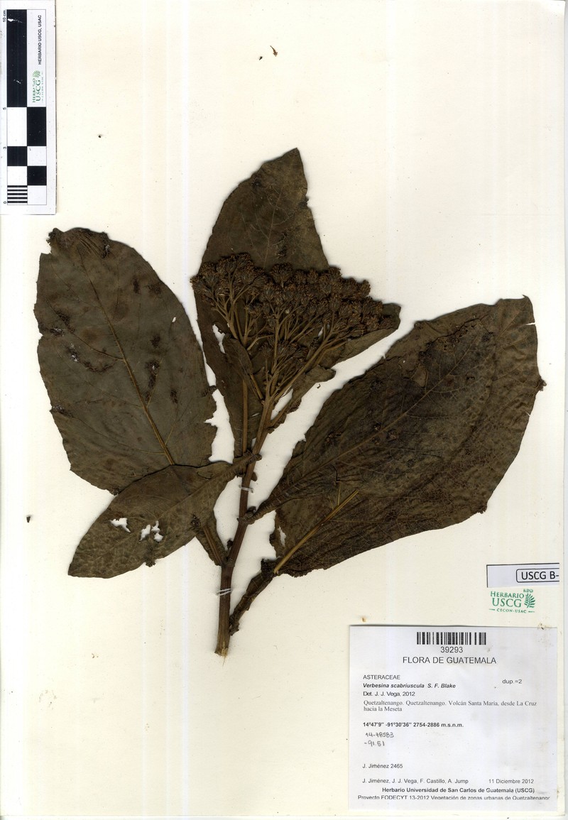 Verbesina scabriuscula