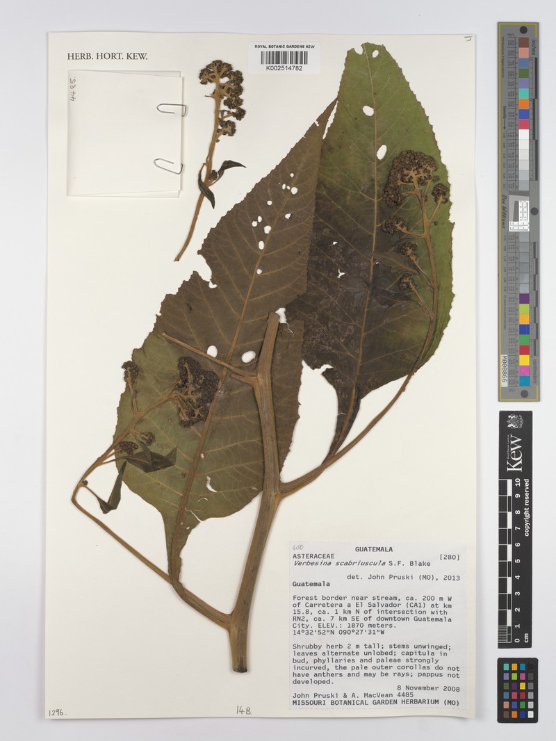 Verbesina scabriuscula photo 3