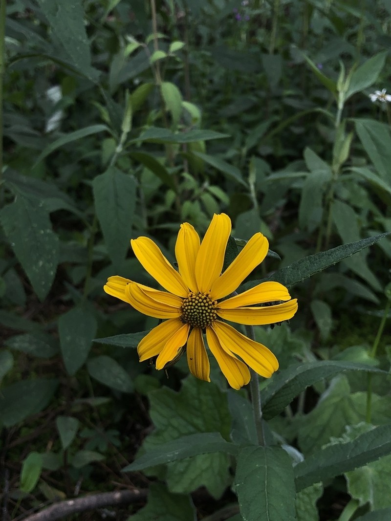 Verbesina seatonii photo 2
