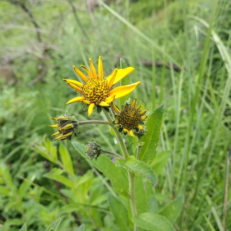Verbesina seatonii photo 6