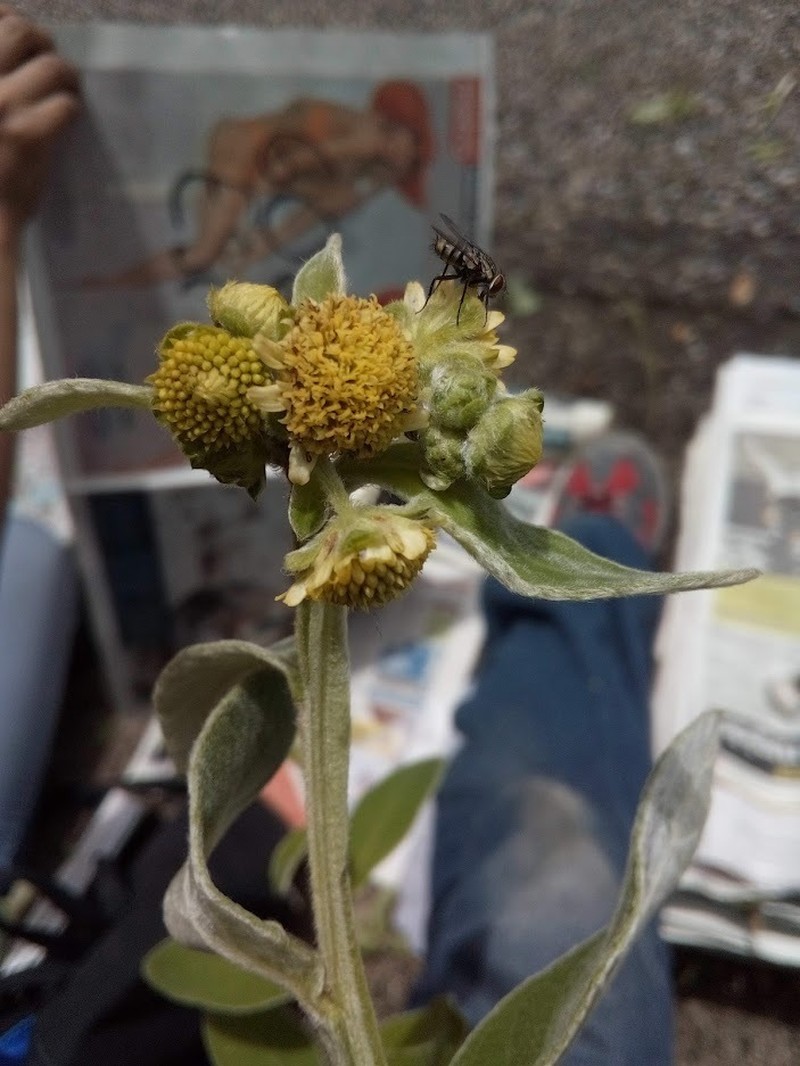 Verbesina sericea