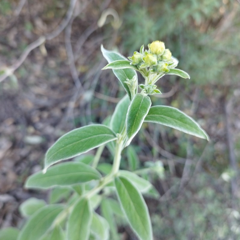 Verbesina sericea photo 2