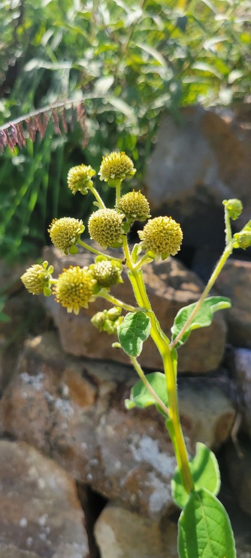 Verbesina sericea photo 3