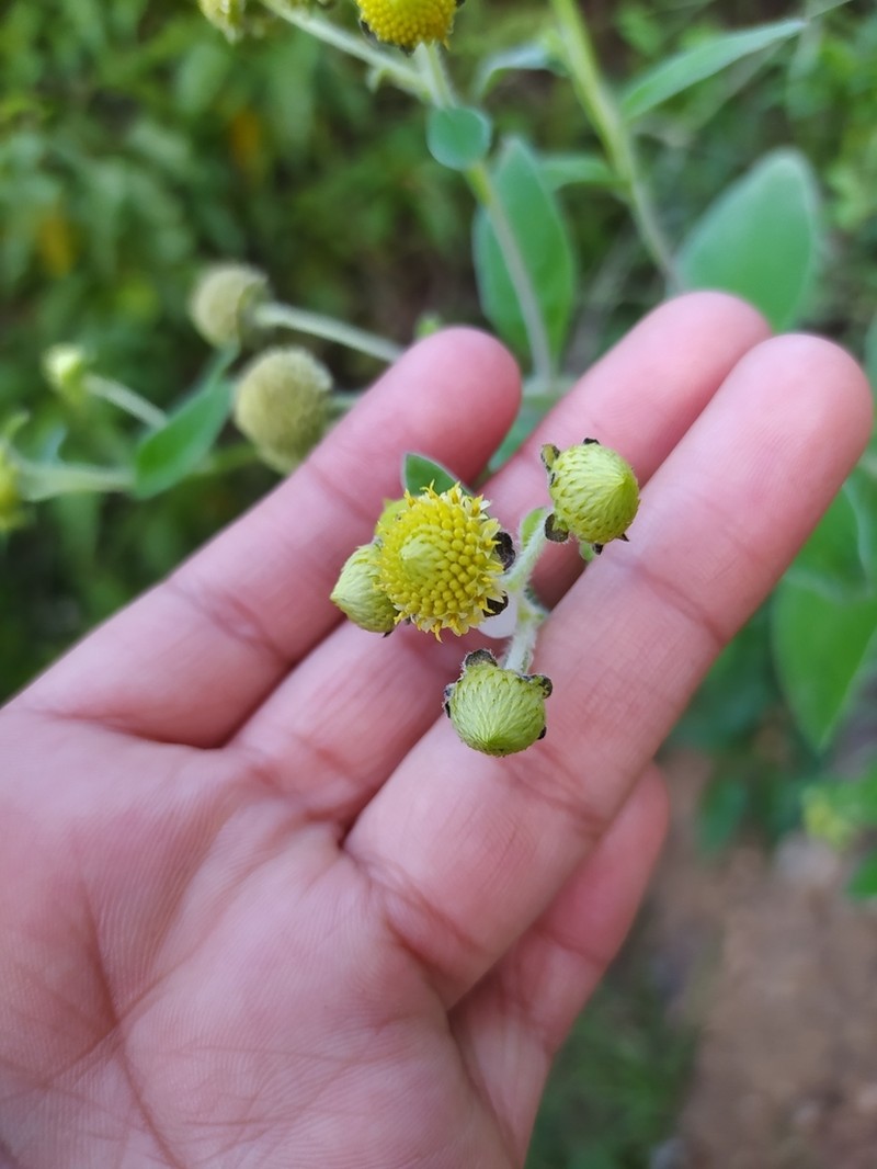 Verbesina sericea photo 5