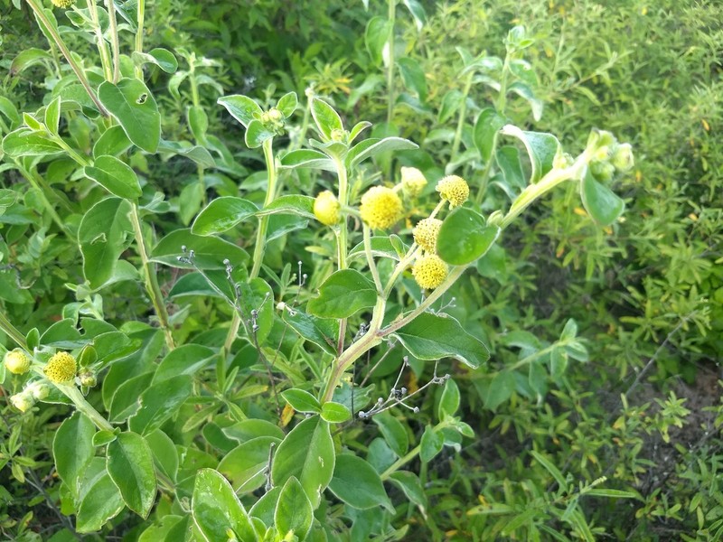 Verbesina sericea photo 6