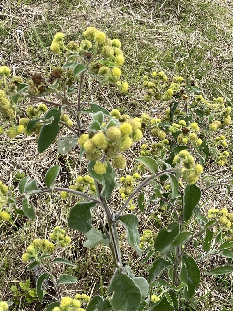 Verbesina sericea photo 7
