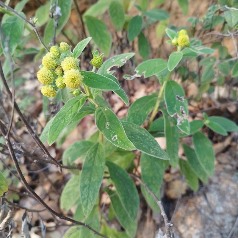 Verbesina sericea photo 8