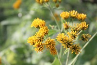 Verbesina serrata