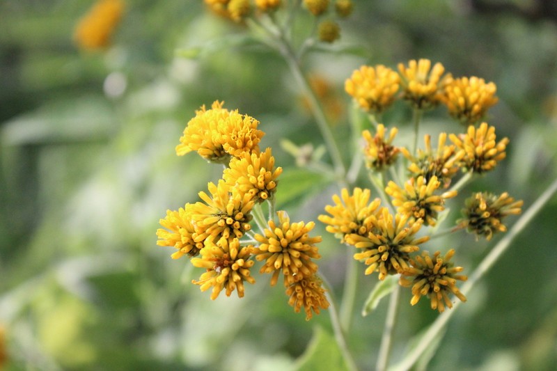 Verbesina serrata