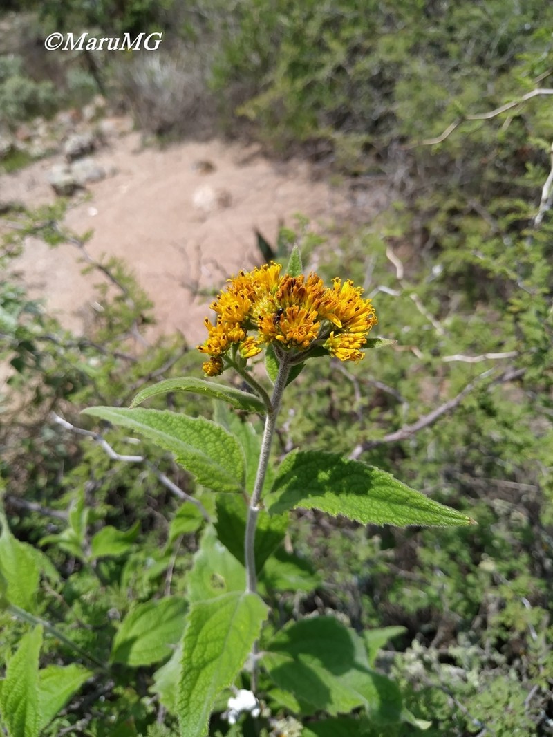 Verbesina serrata photo 3