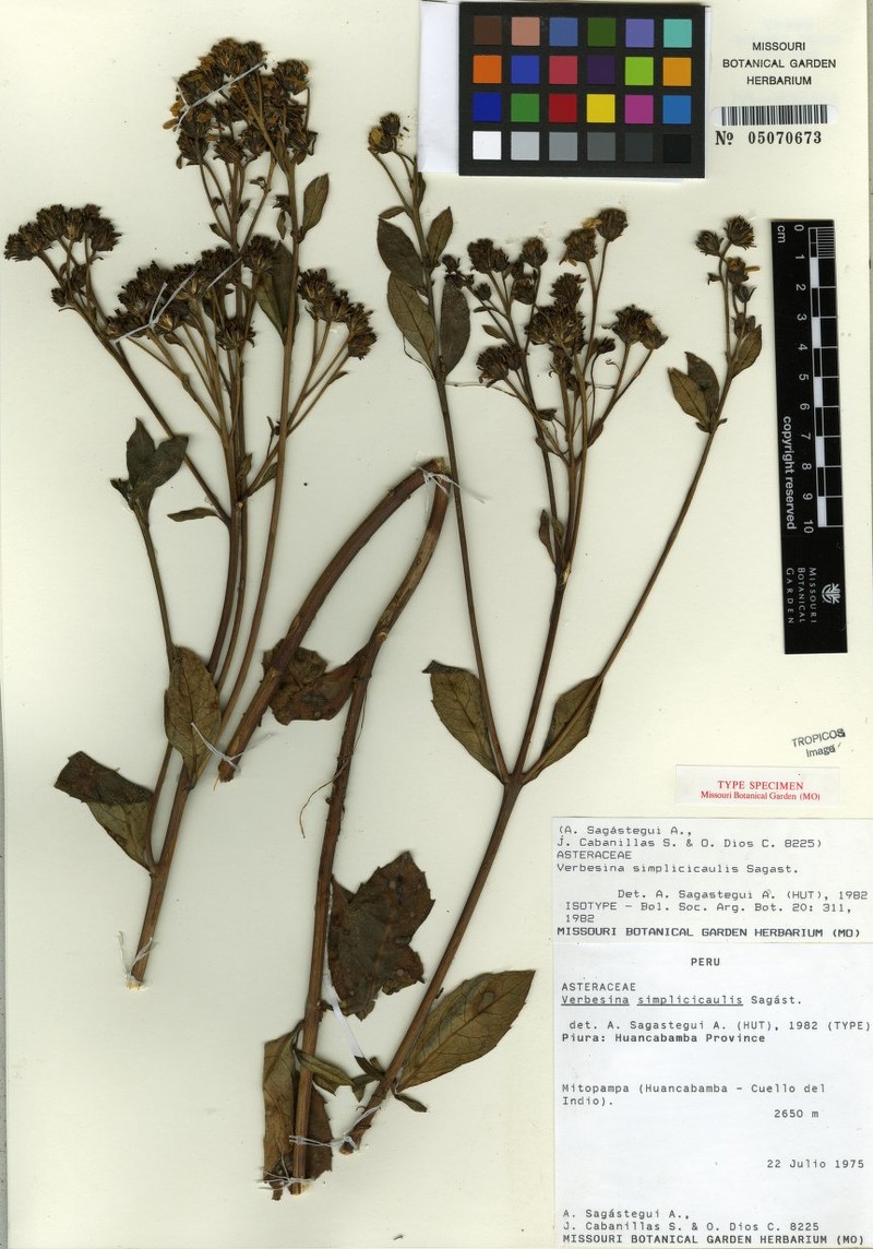 Verbesina simplicicaulis