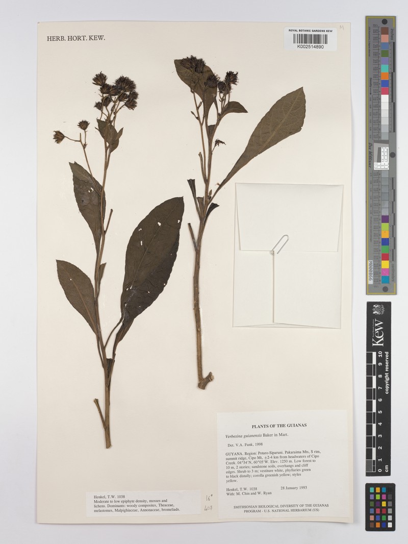 Verbesina sinaloensis