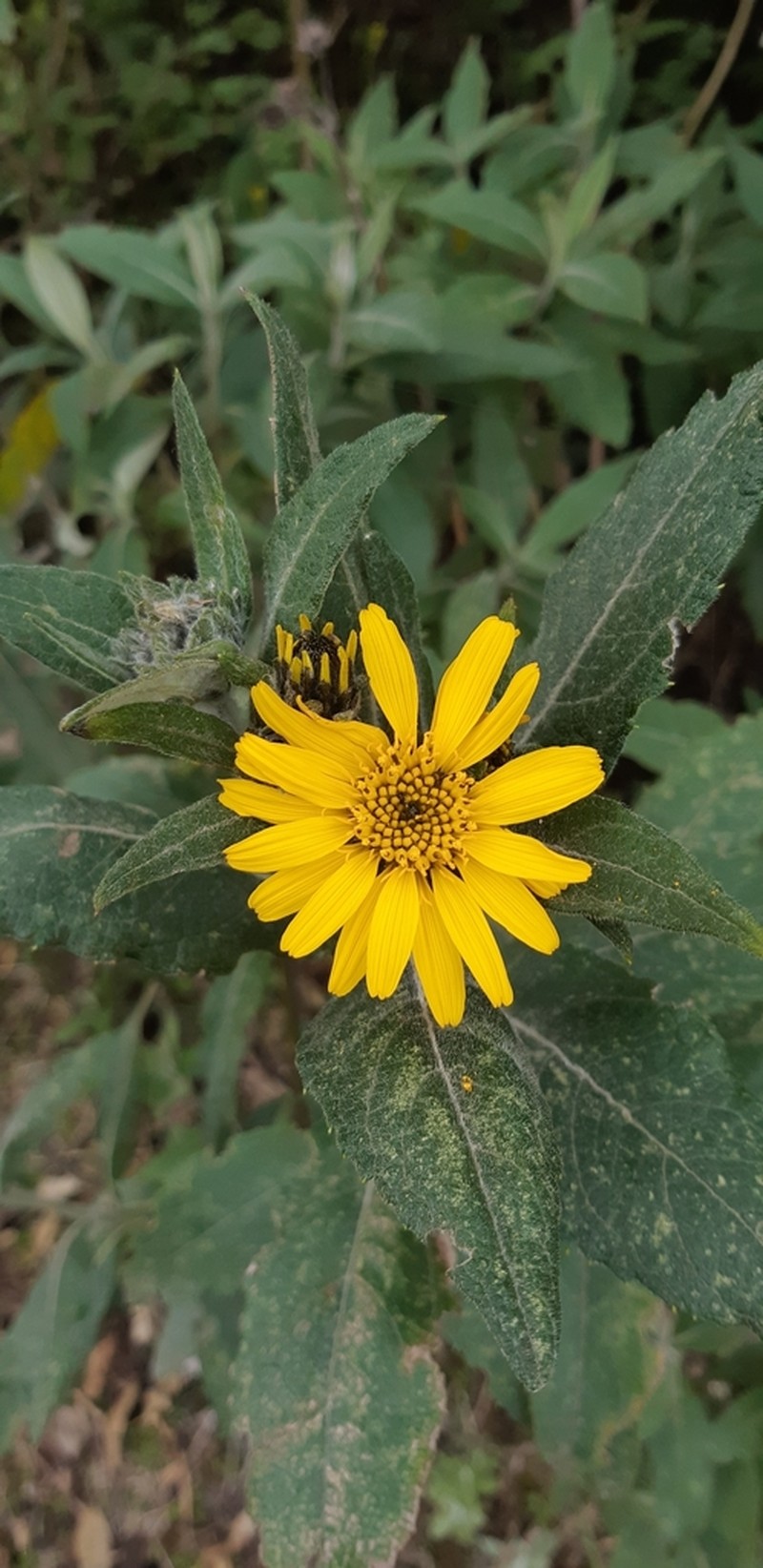 Verbesina sodiroi photo 2
