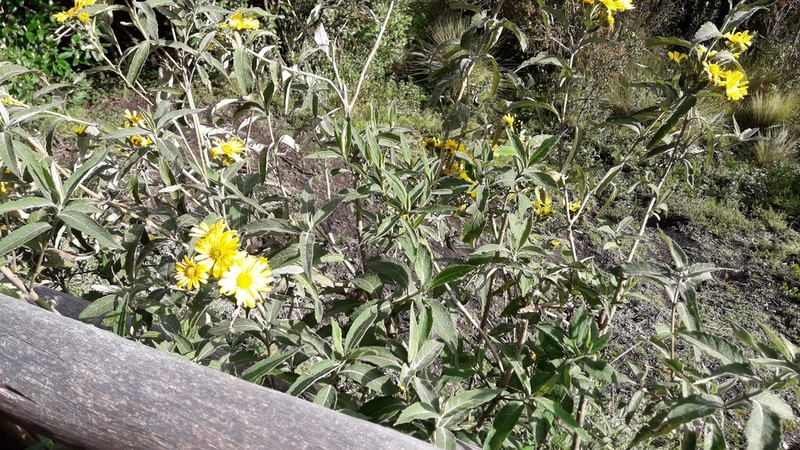 Verbesina sodiroi photo 5