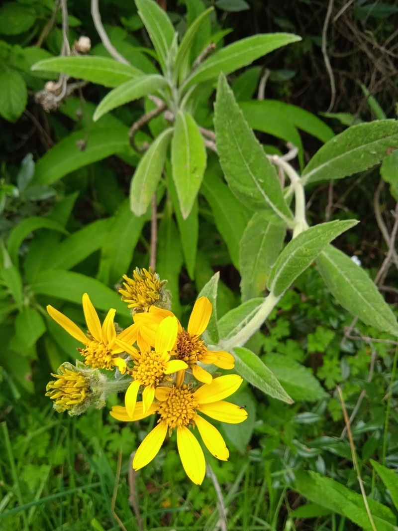 Verbesina sodiroi photo 6