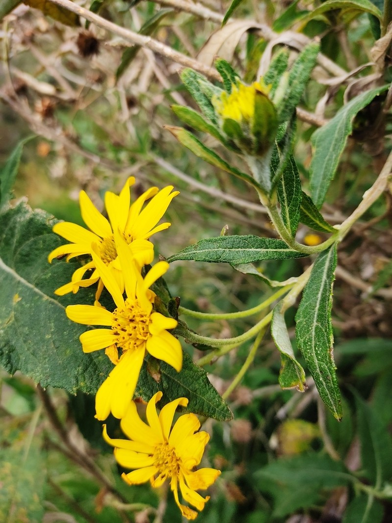 Verbesina sodiroi photo 8