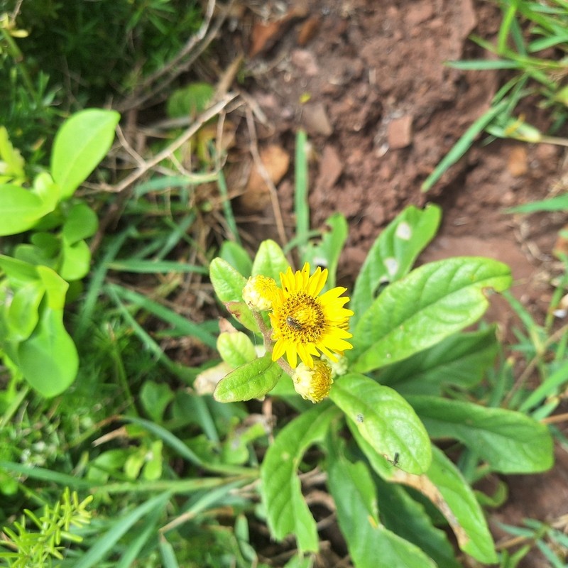Verbesina sordescens