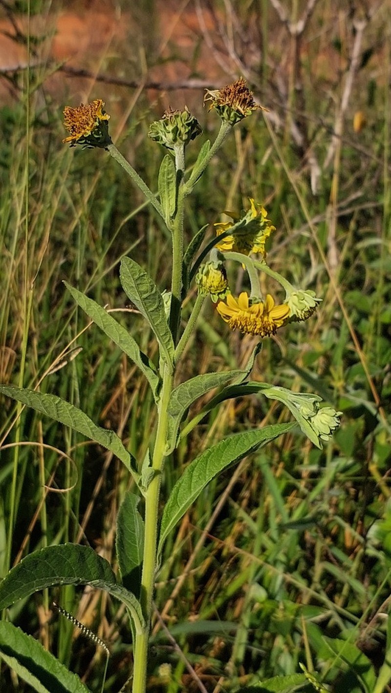 Verbesina sordescens photo 2