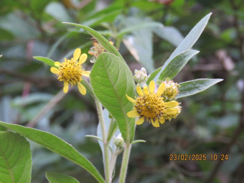 Verbesina sordescens photo 3
