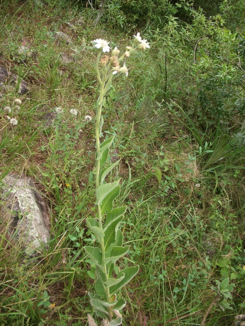 Verbesina sordescens photo 6