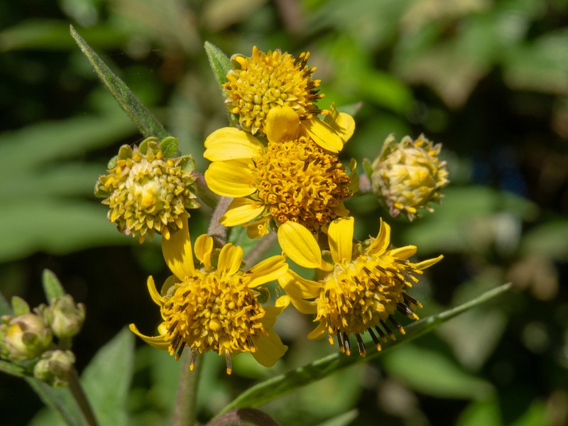 Verbesina sordescens photo 7