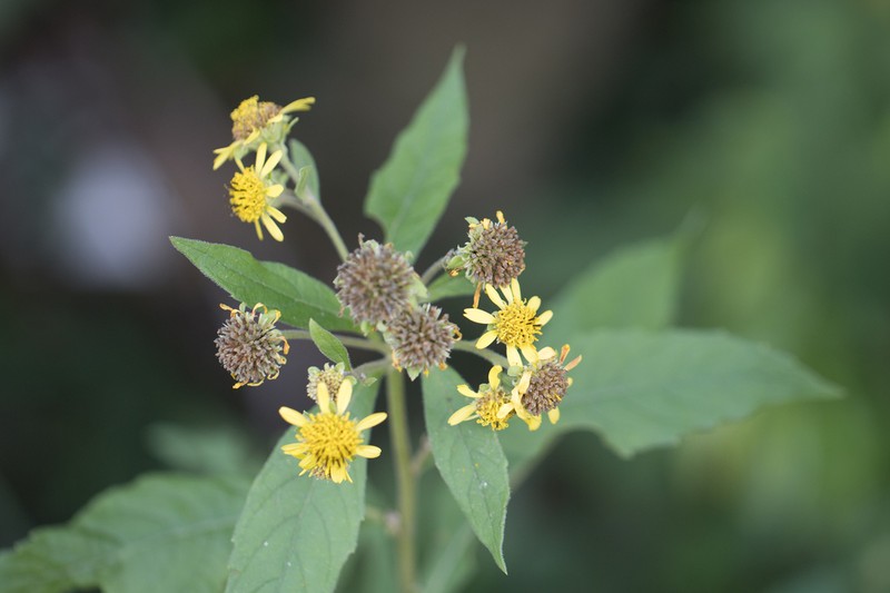 Verbesina sordescens photo 8