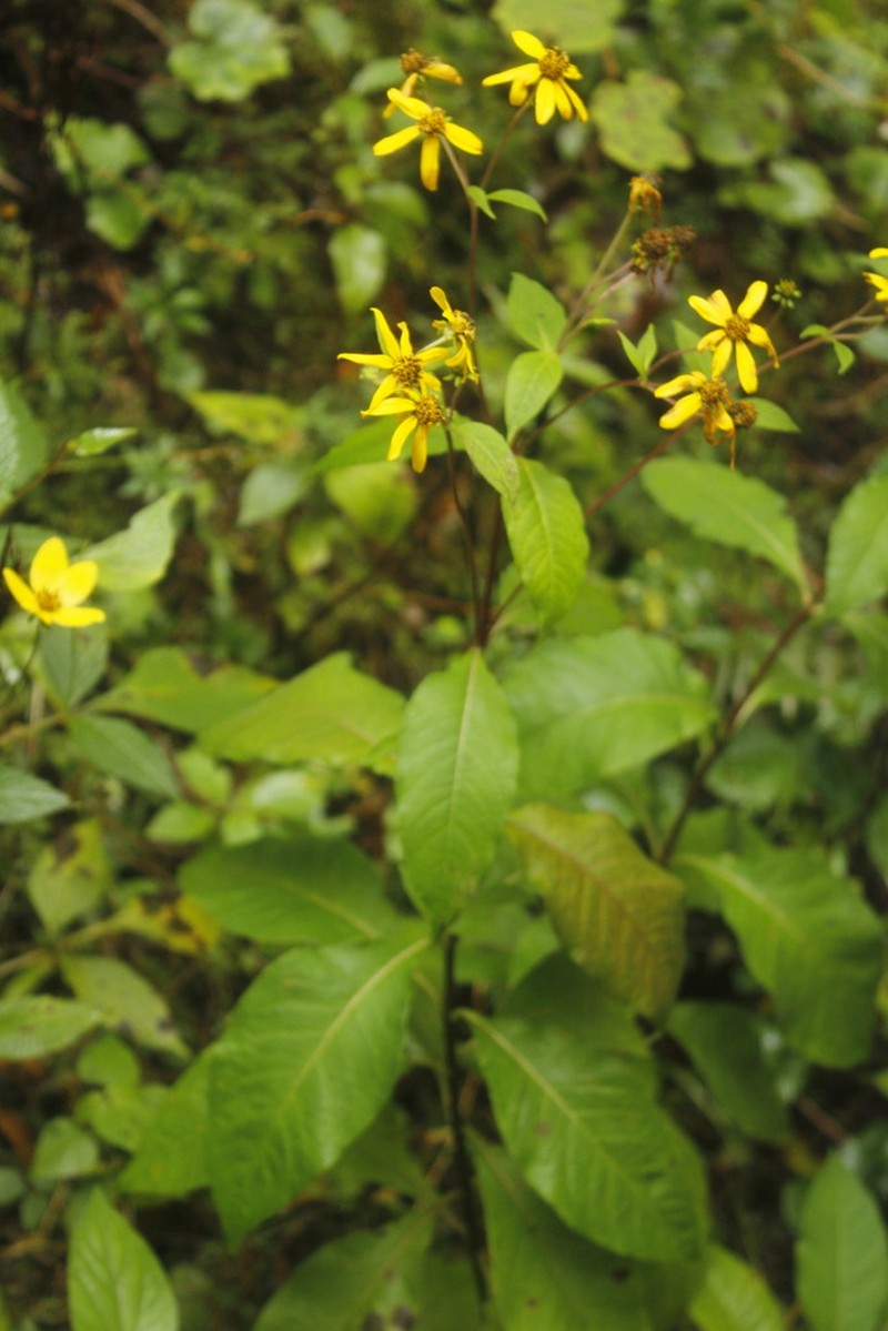 Verbesina sororia photo 3