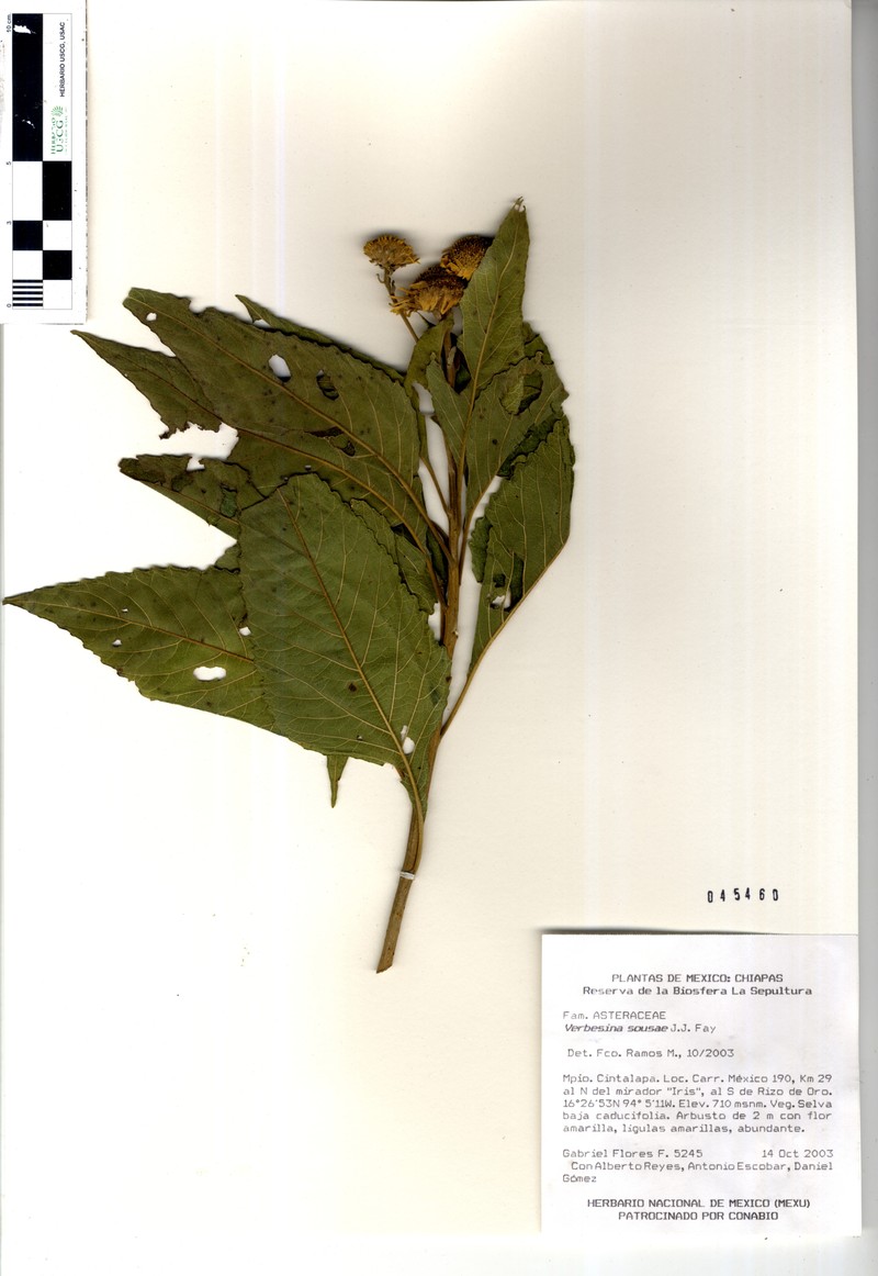 Verbesina sousae photo 2