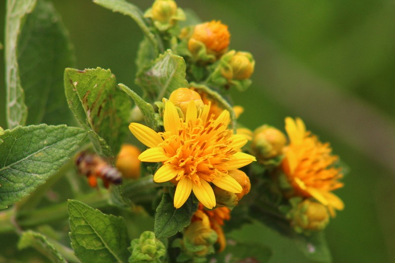 Verbesina sphaerocephala