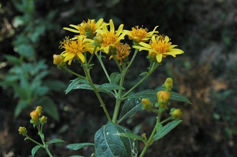Verbesina sphaerocephala var. dubia