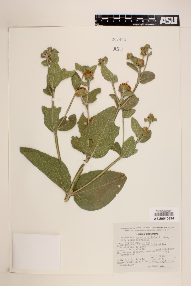 Verbesina sphaerocephala var. sphaerocephala