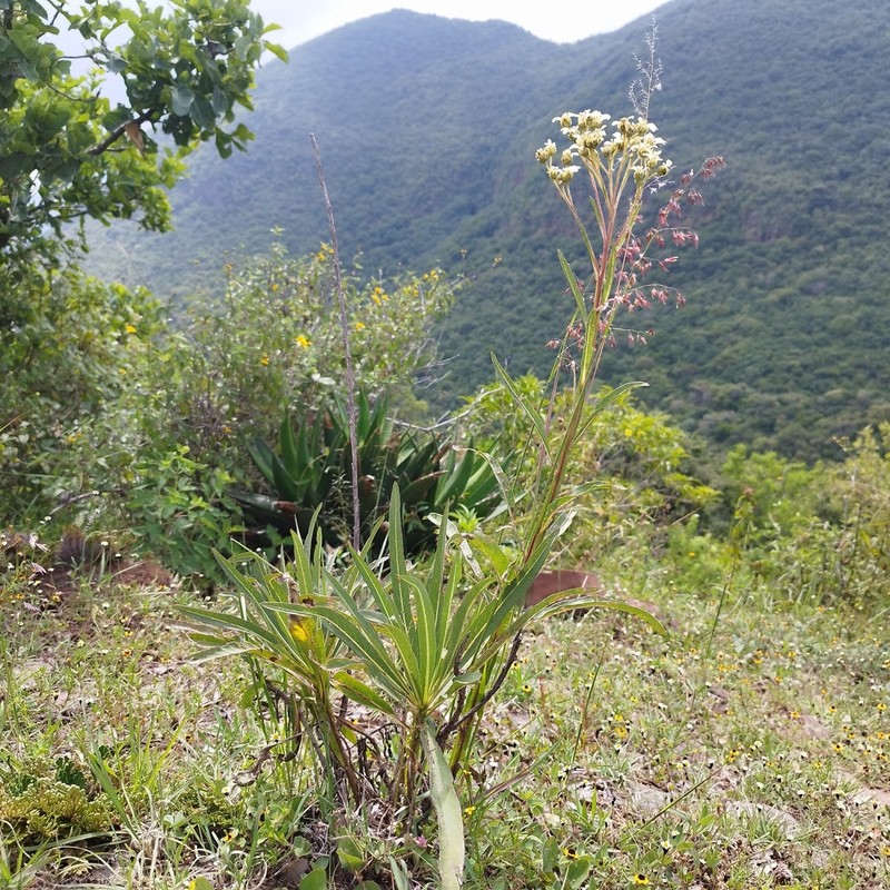 Verbesina stenophylla photo 2
