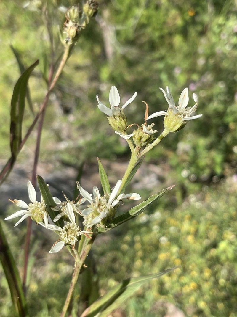 Verbesina stenophylla photo 3