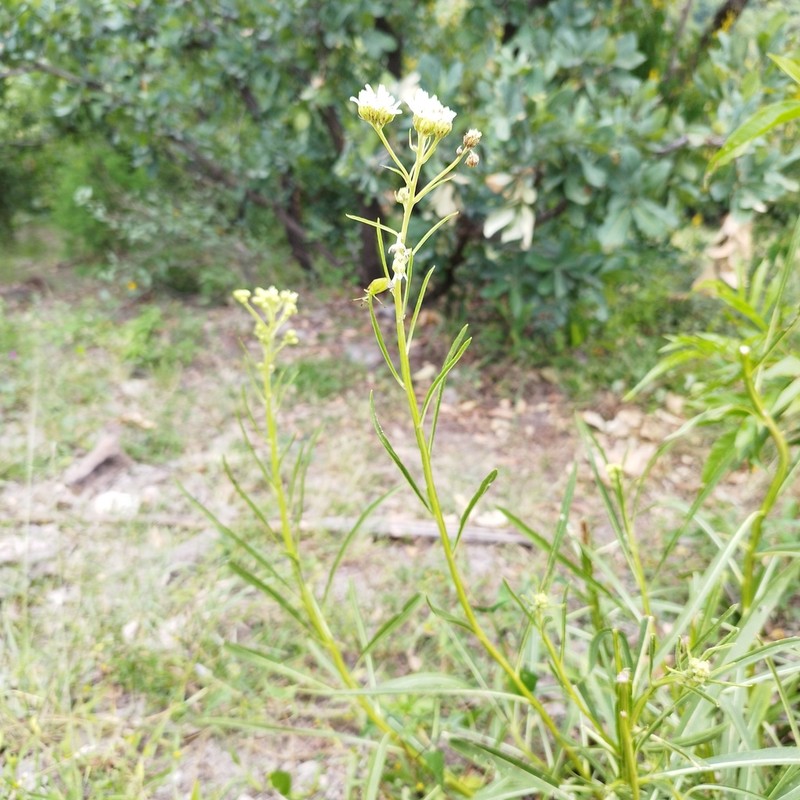 Verbesina stenophylla photo 4