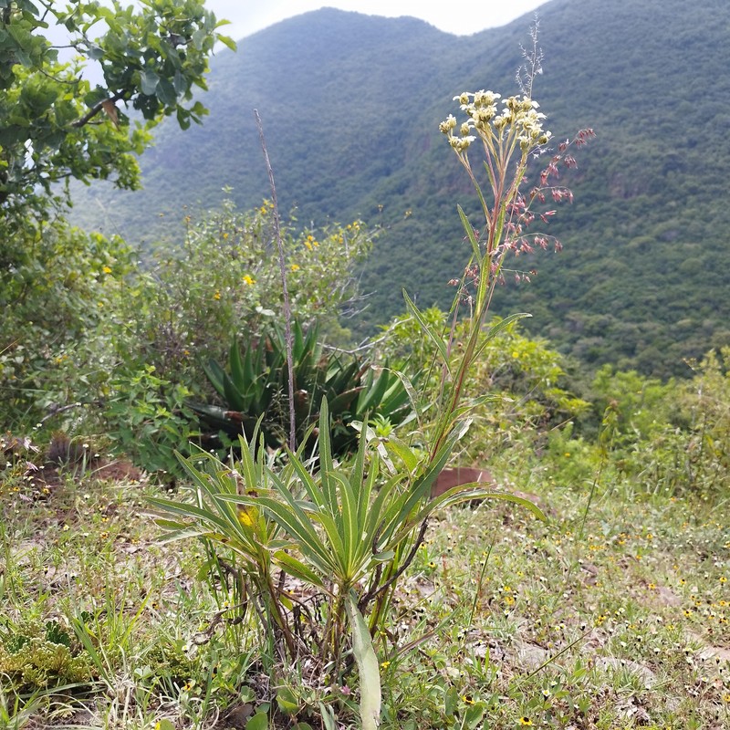 Verbesina stenophylla photo 5