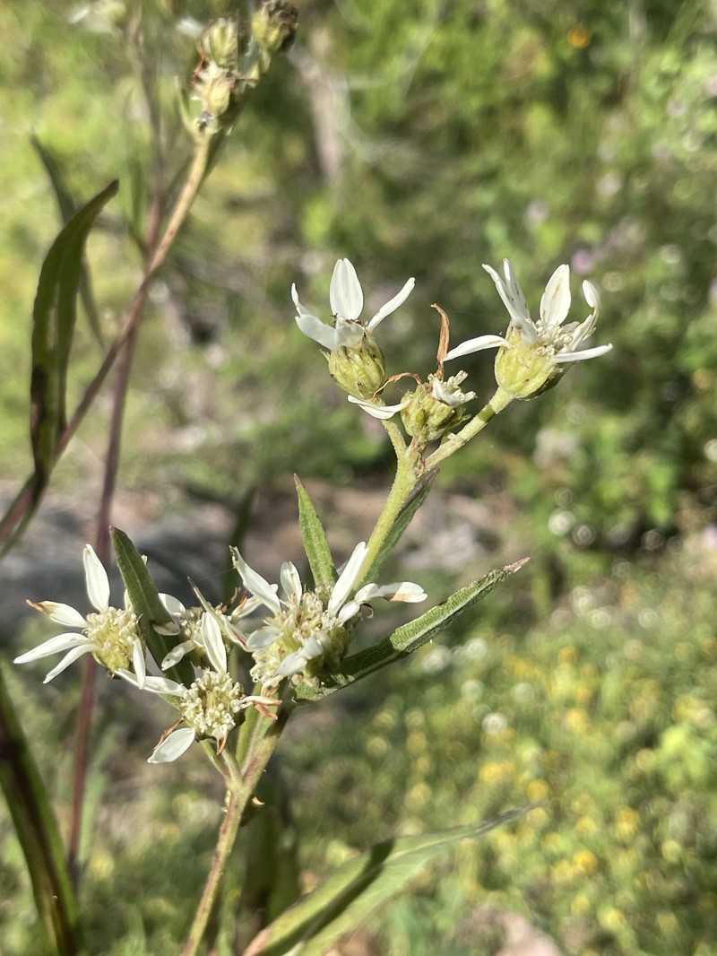 Verbesina stenophylla photo 6