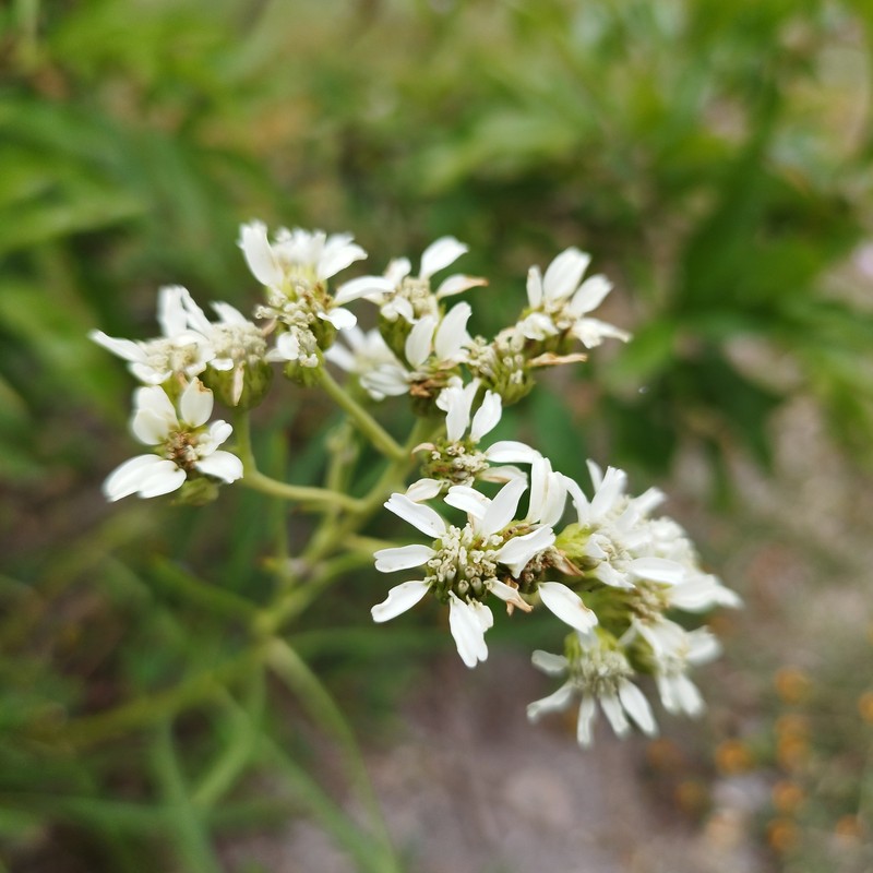 Verbesina stenophylla photo 8