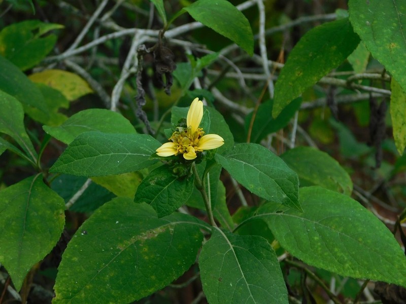 Verbesina strotheri