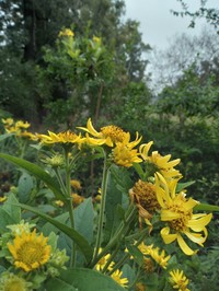 Verbesina subcordata
