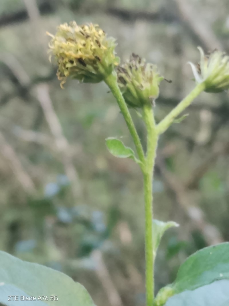Verbesina subcordata photo 3